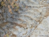 Dinosaur Ridge Ripple Marks