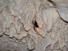 Cave Spider