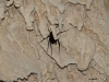 Cave Spider Belize